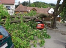 Kwikfynd Tree Cutting Services
unley