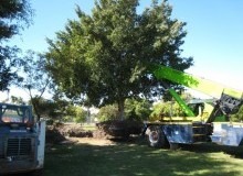 Kwikfynd Tree Management Services
unley